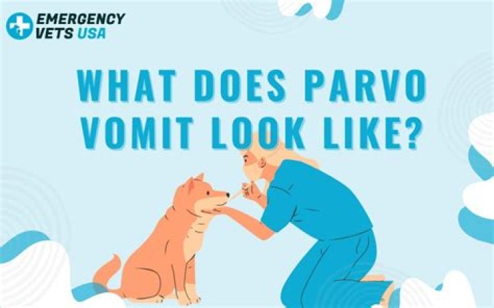 What does parvo vomit look like?