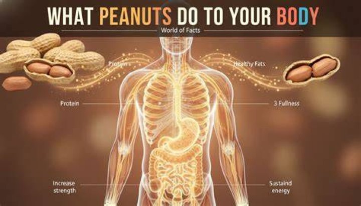 What does peanuts do to a male body?