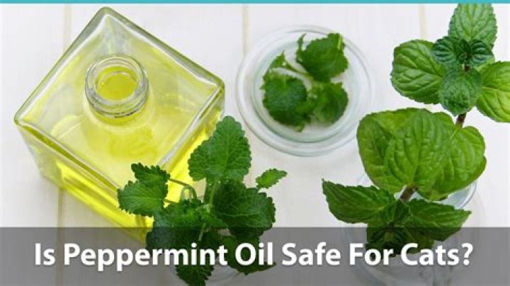 What does peppermint oil do to cats?