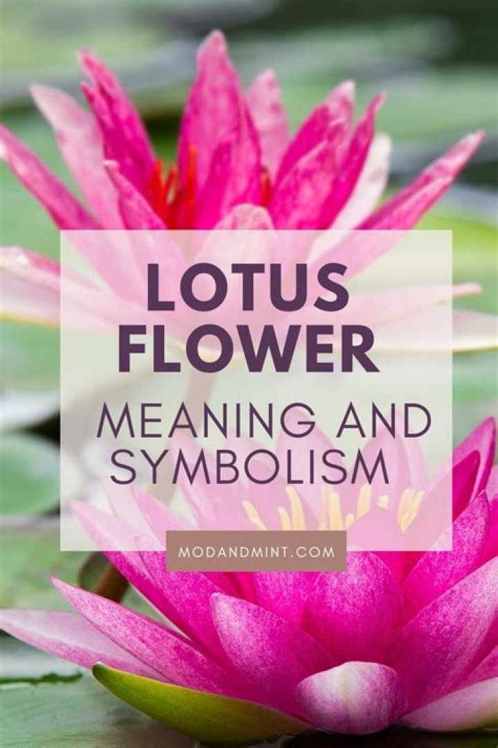 What does red lotus symbolize?
