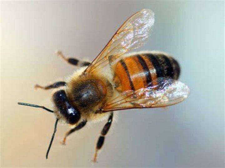 What does the drone bee do?