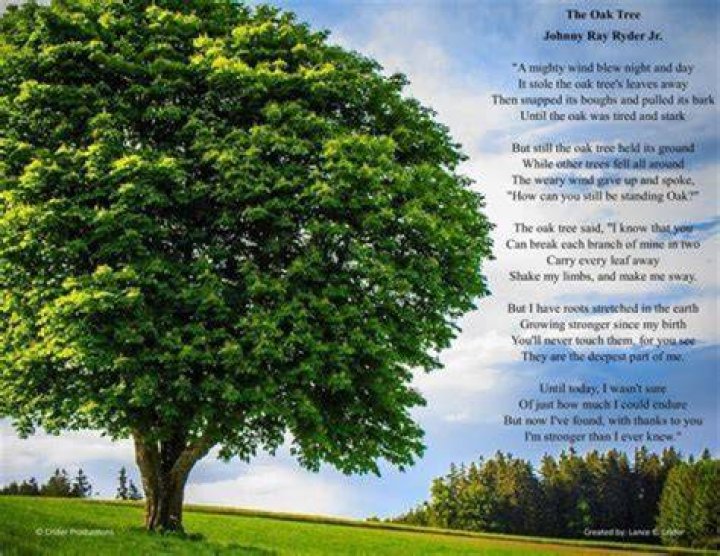 What does the term pushing the sky mean in the poem our tree?