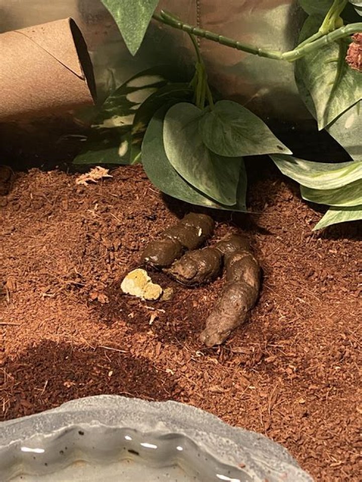 What does unhealthy beardie poop look like?