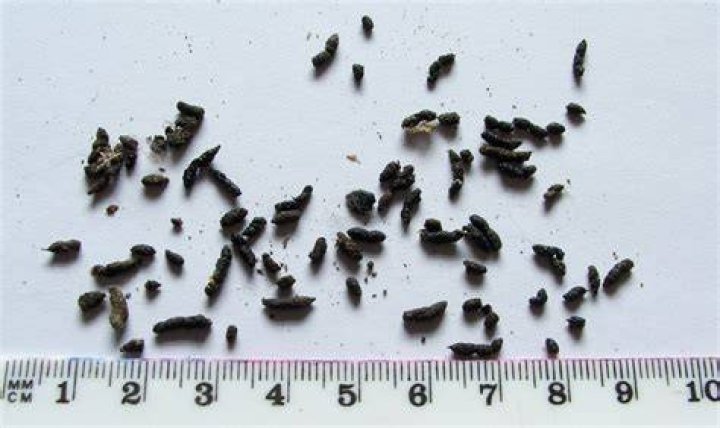 What does water bug feces look like?