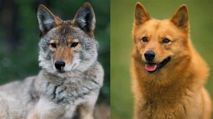 What dog breed is closest to a coyote?