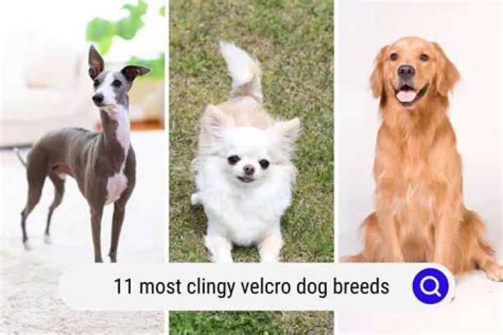 What dog breed is most clingy?