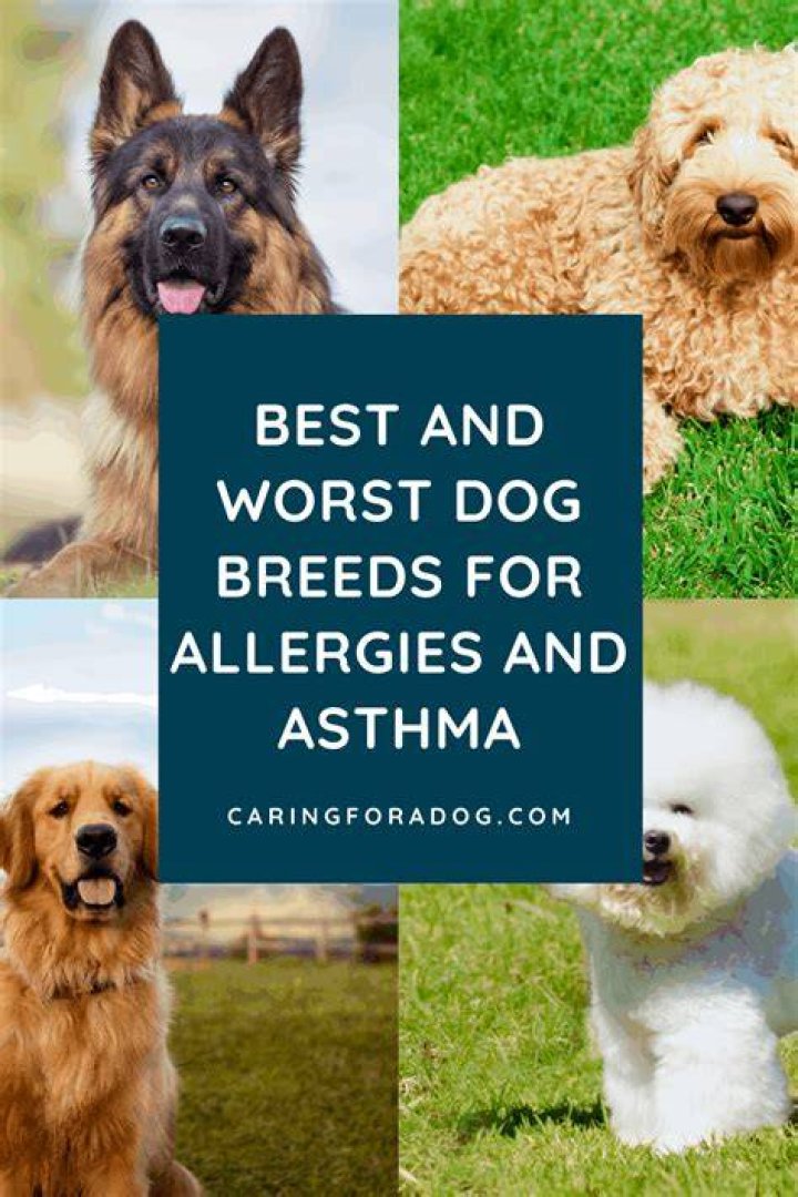 What dog breeds are worst for allergies?