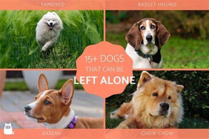 What dog breeds can be left alone for 8 hours?