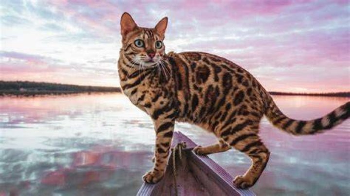 What domestic cat likes water?
