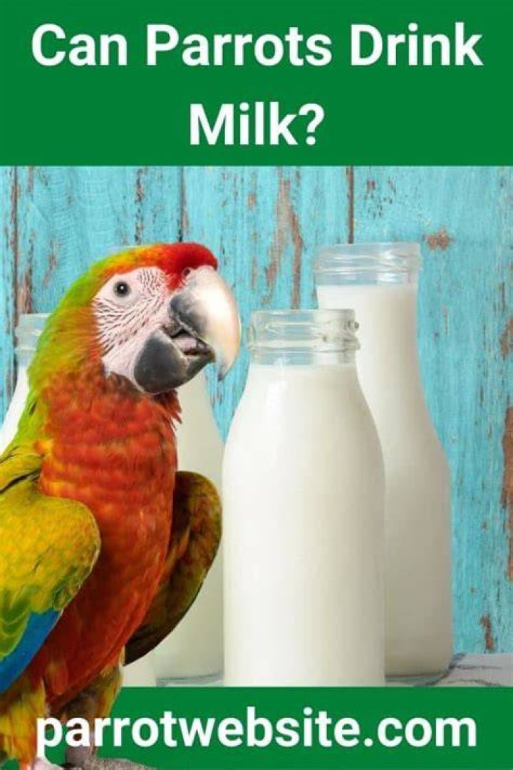 What drinks can parrots drink?