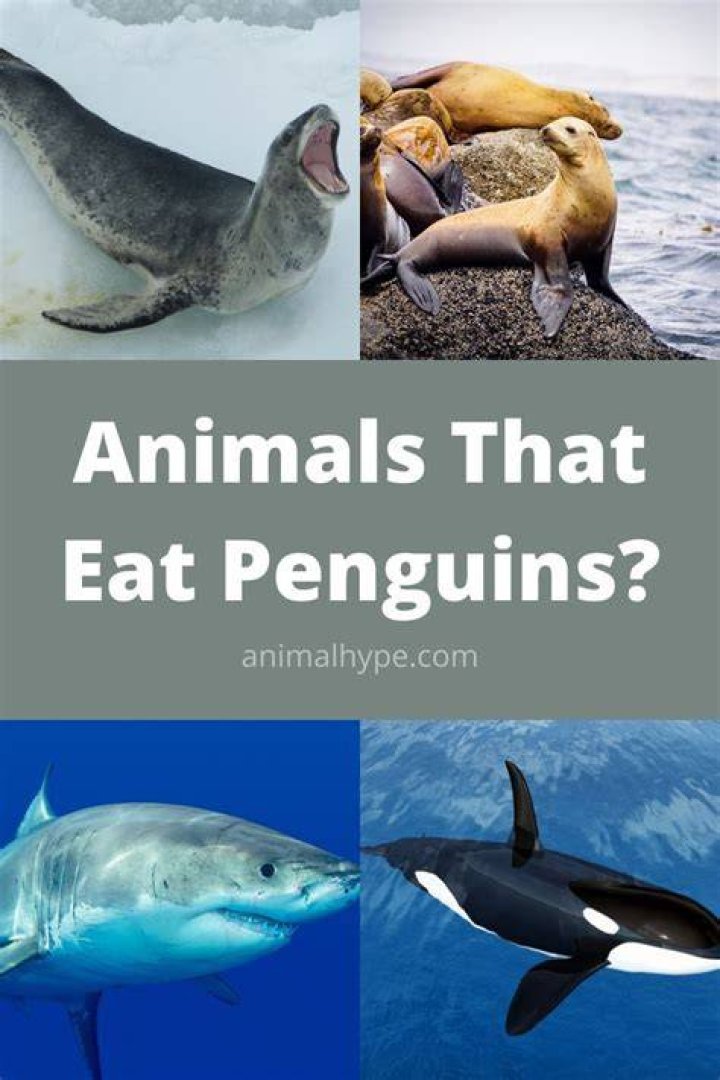 What eats a penguin?