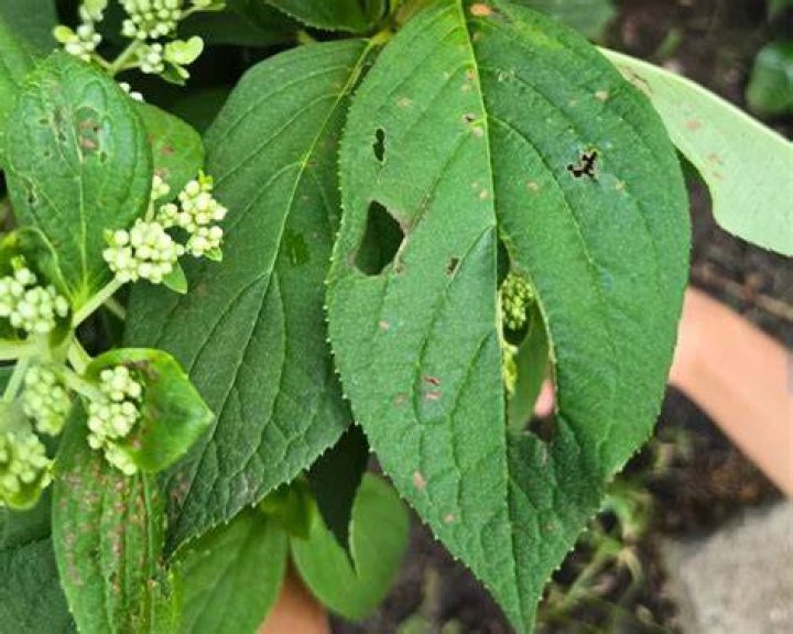 What eats holes in hydrangea leaves?
