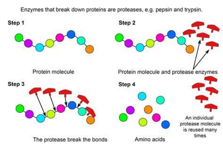 What enzymes phosphorylate molecules?