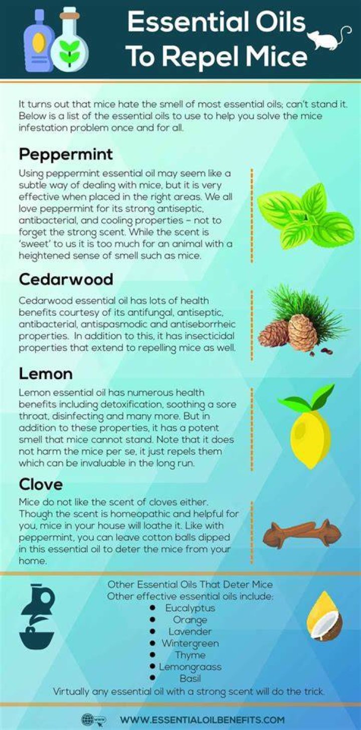 What essential oil repels mice?