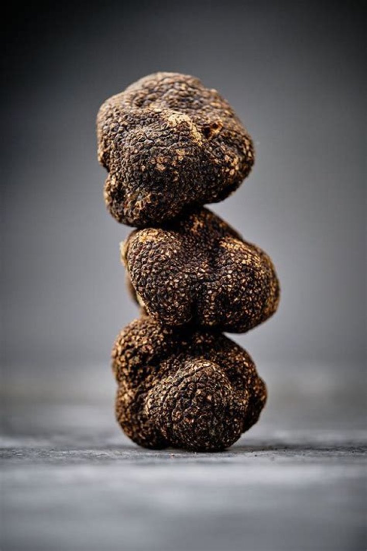 What family is truffle in?