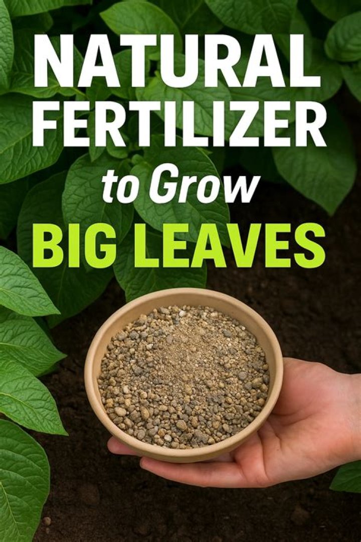 What fertilizer produces more leaves?