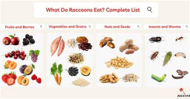 What food is toxic to raccoons?