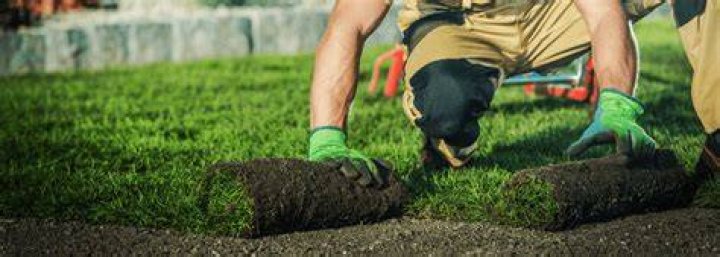 What grass seed do professionals use?