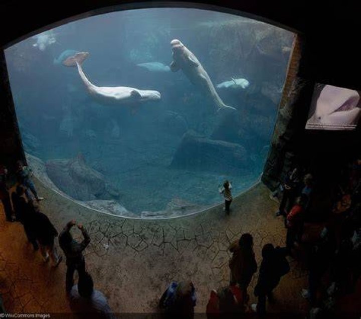 What happened to the beluga whales at SeaWorld Orlando?