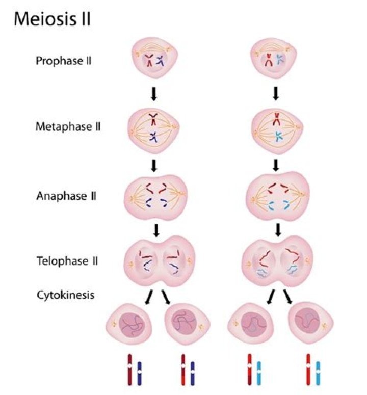 What happens during prophase II?