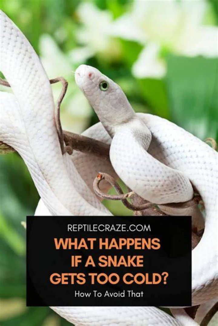 What happens if a ball python gets too cold?