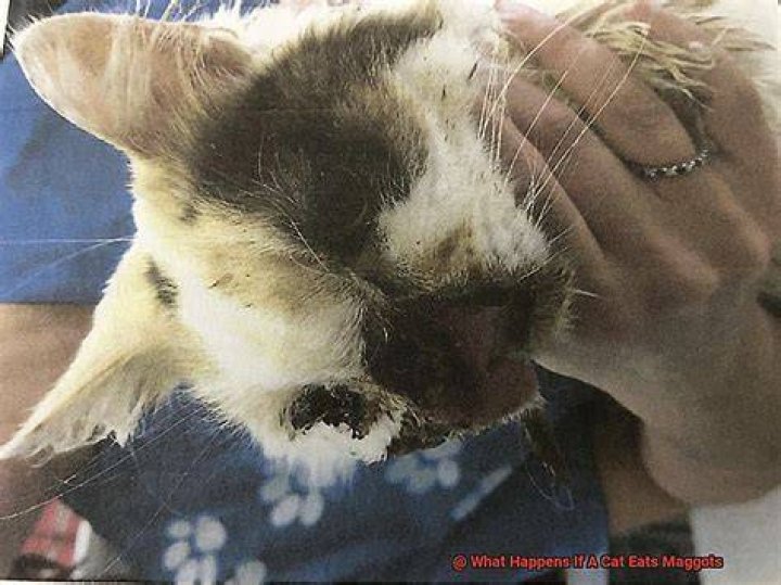What happens if a cat eats a cigarette?