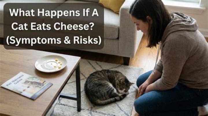 What happens if a cat eats cheese?