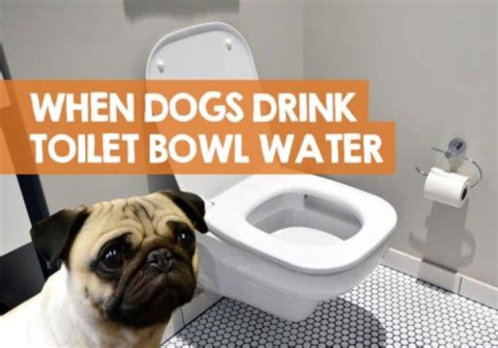 What happens if a dog drinks blue toilet water?
