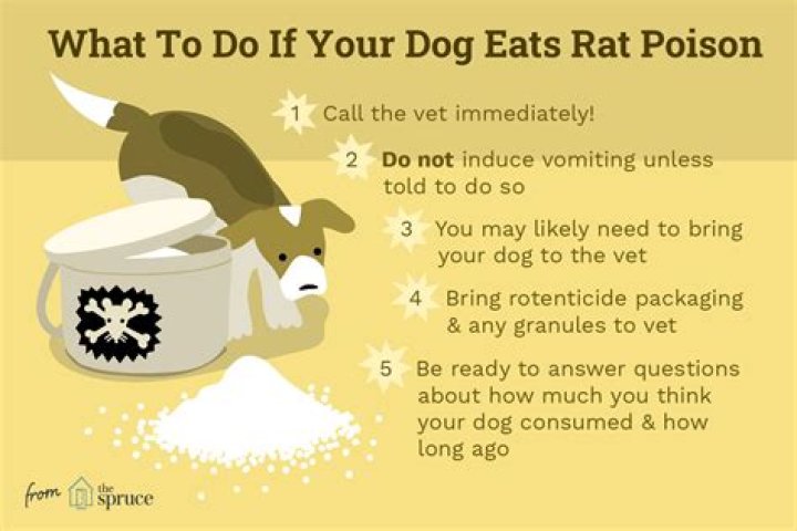 What happens if a dog eats a rat?
