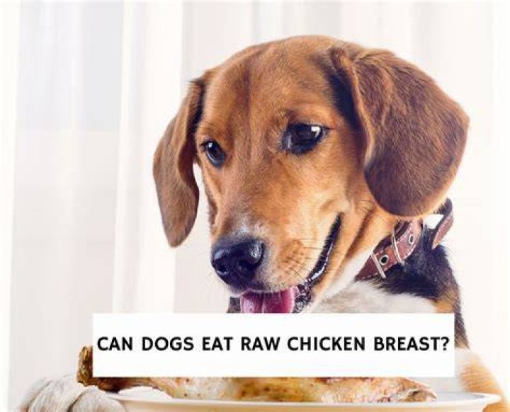 What happens if a dog eats raw chicken breast?