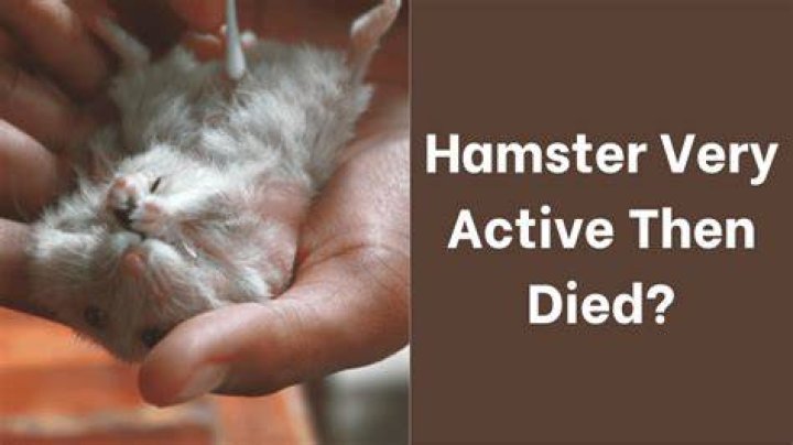 What happens if a hamster died?