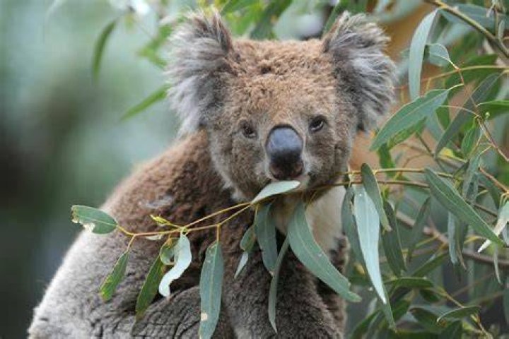 What happens if a koala bites you?