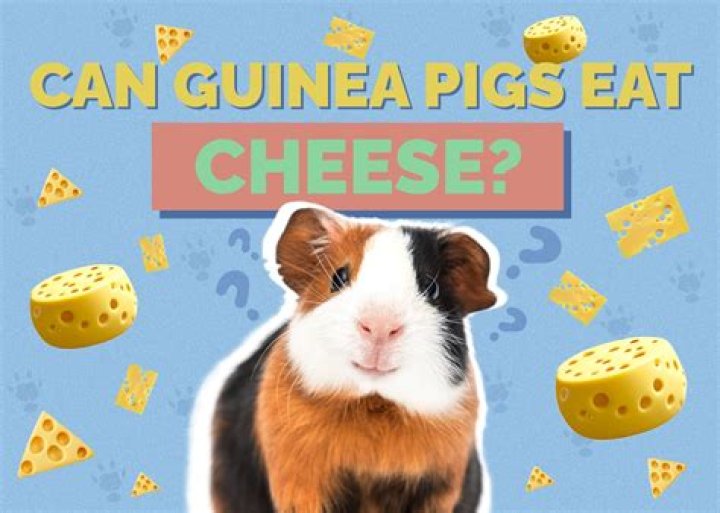 What happens if guinea pigs eat cheese?