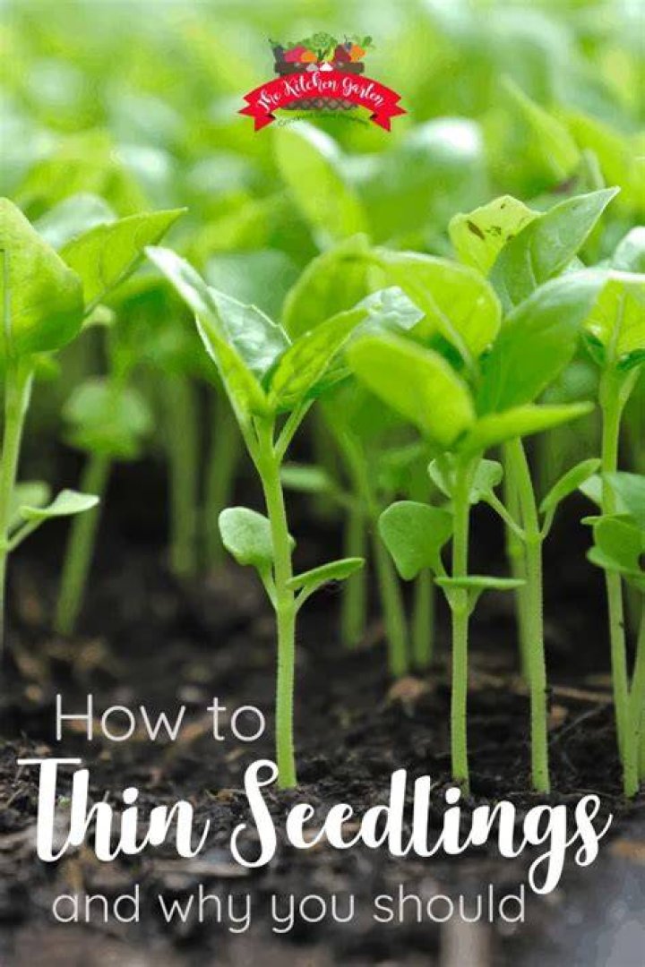 What happens if you don't Thin seedlings?