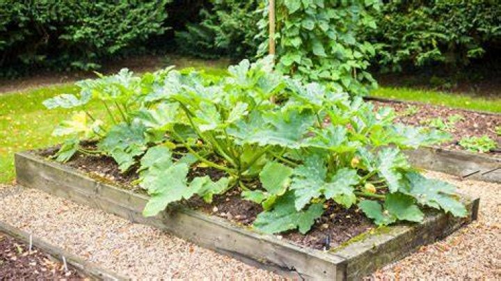 What happens if you plant zucchini too close?