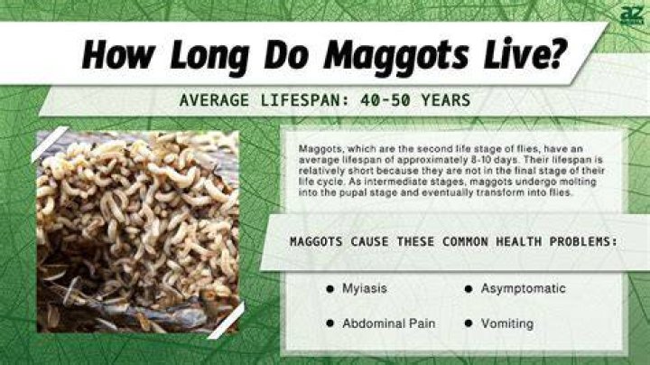 What happens if you touch a maggot?