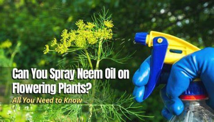 What happens if you use too much neem oil on plants?