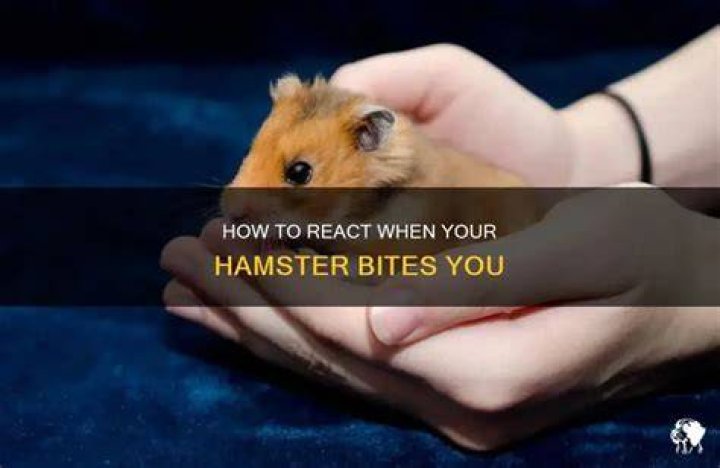 What happens if your hamster bites you?