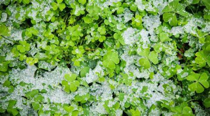What happens to clover in winter?