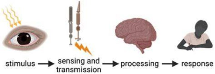 What happens to my stimulus if I moved?