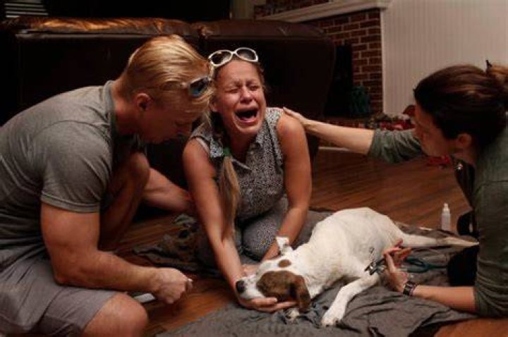 What happens to pet when owner dies?