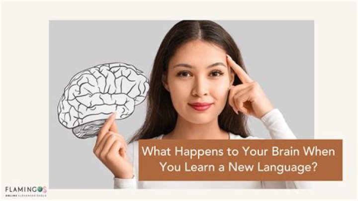 What happens to the brain when you learn a new language?