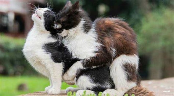 What happens when a cat mates?