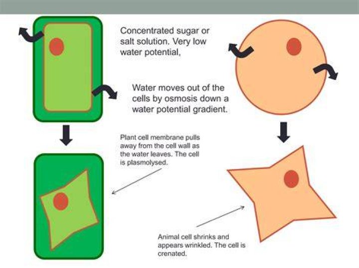 What happens when a cell is placed in a sugar or salt solution?
