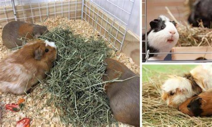 What hay is bad for guinea pigs?