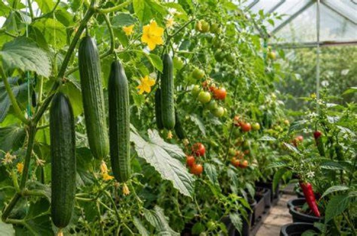 What helps cucumbers grow?