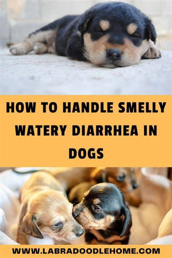What helps watery diarrhea in dogs?