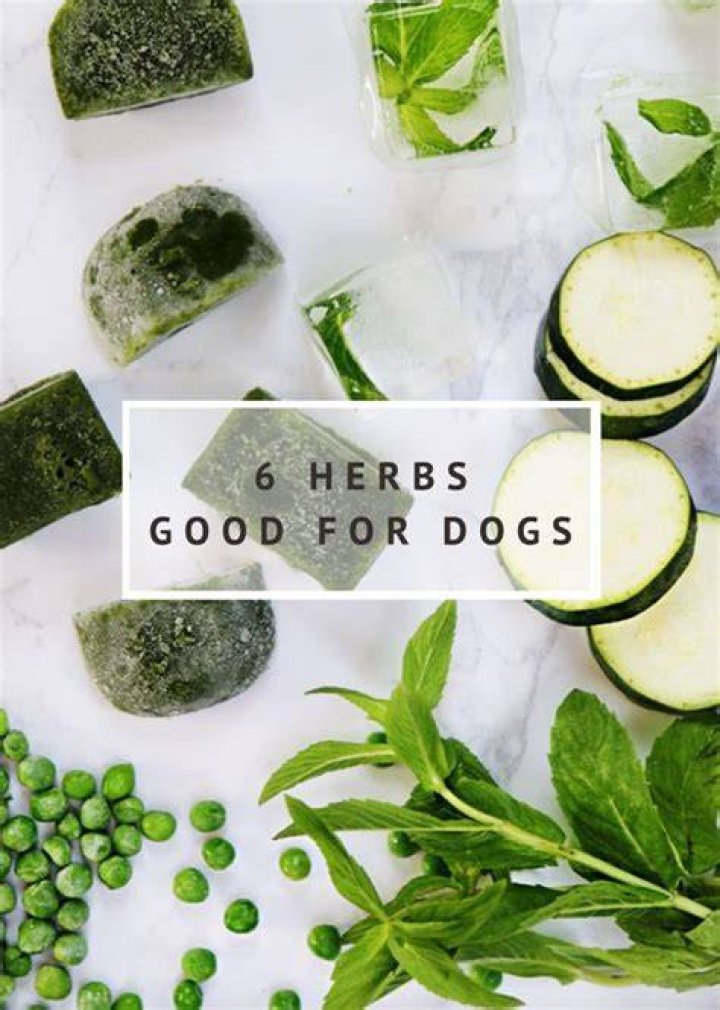 What herbs are not good for dogs?