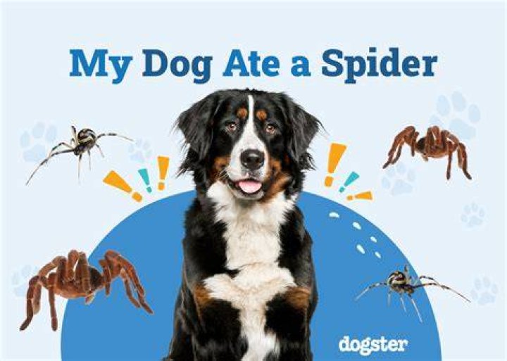What if I ate a spider?
