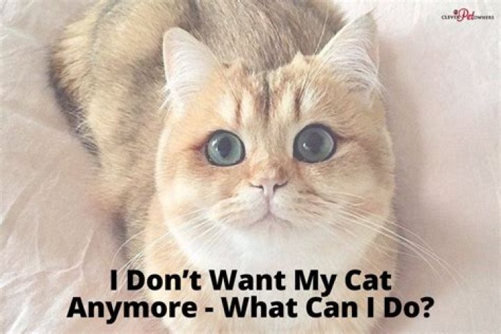 What if I don't want my cat anymore?
